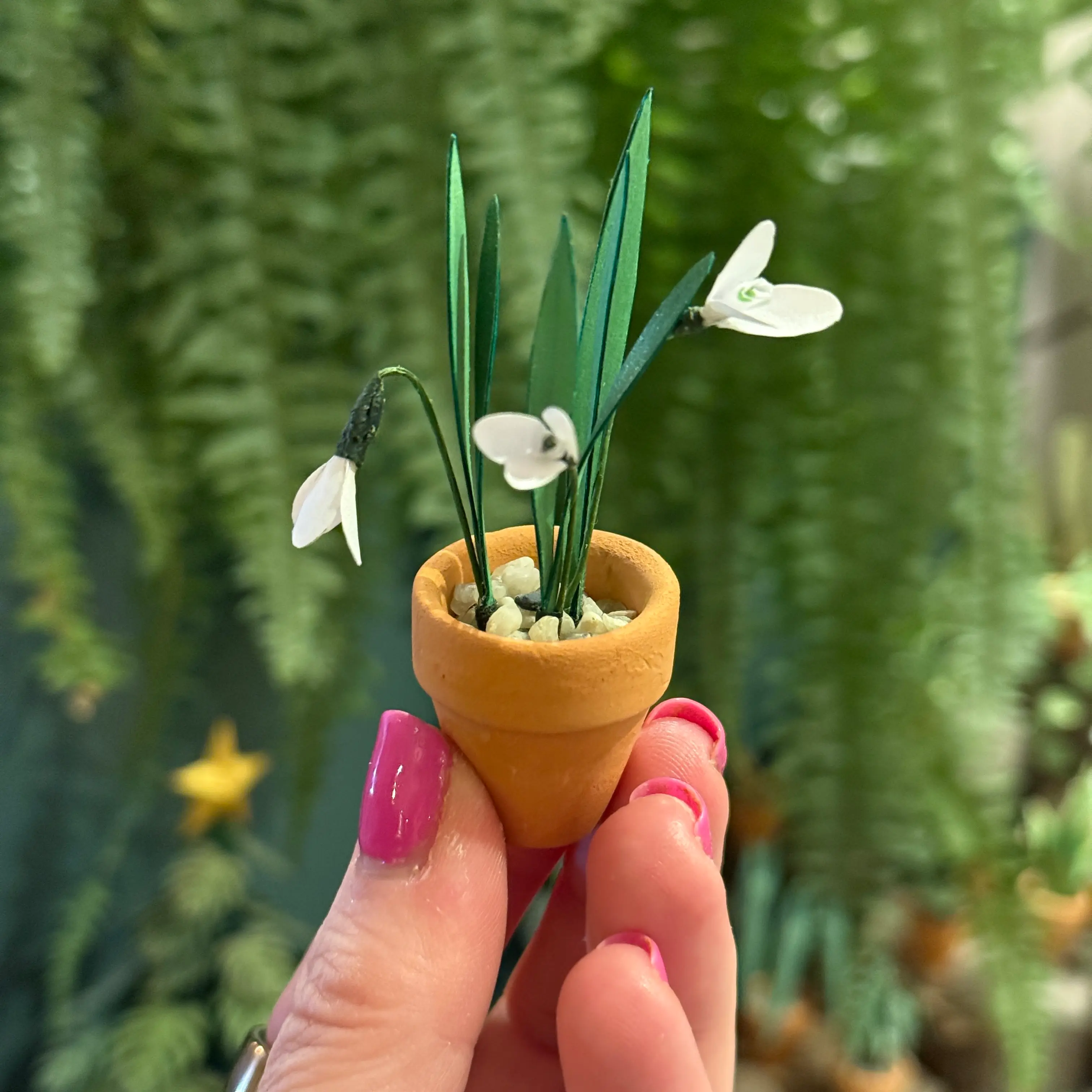 Snowdrop 1