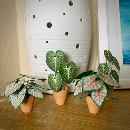 Caladium White Christmas UGC 17