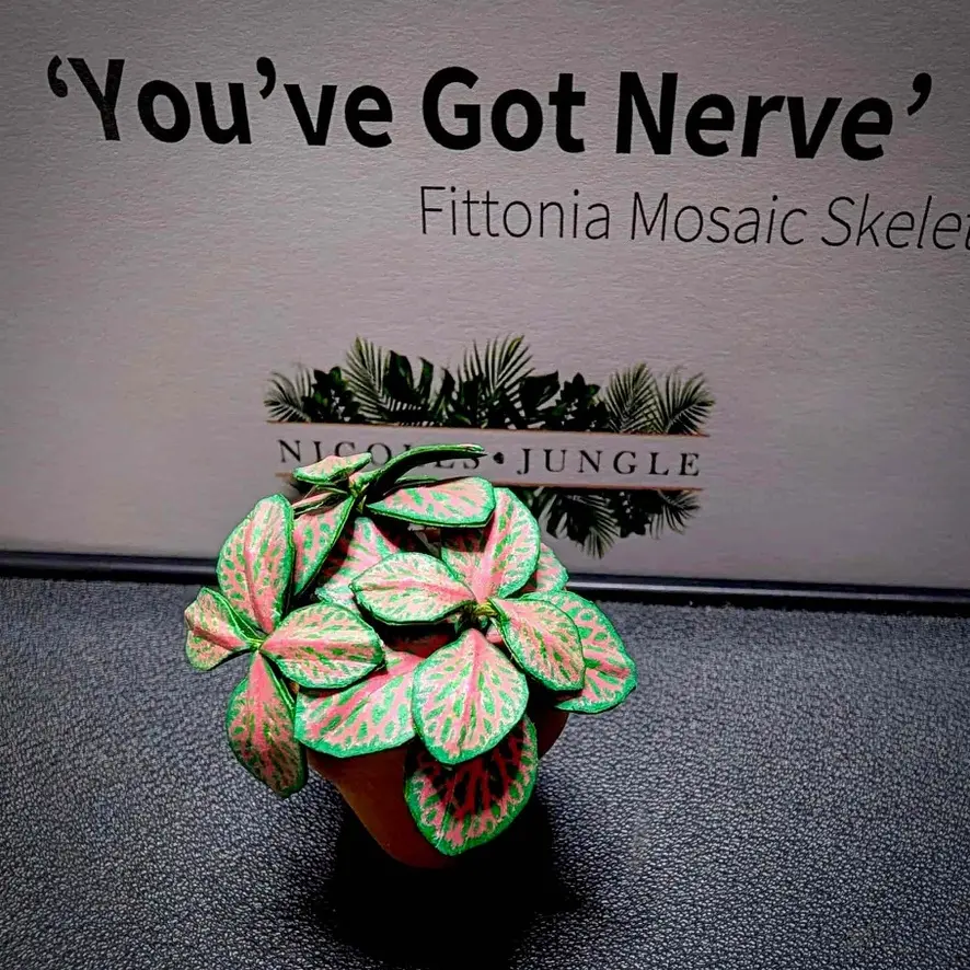Fittonia UGC 13