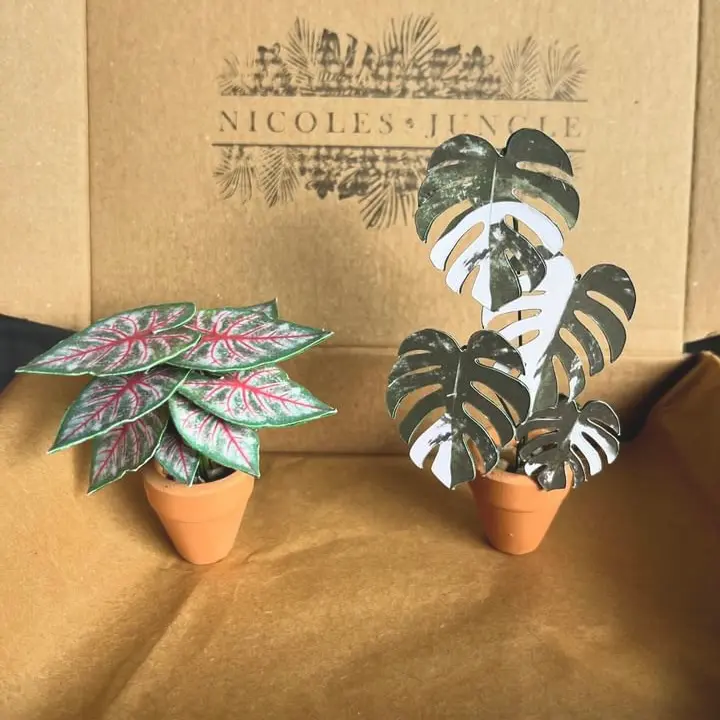 Caladium Rosebud UGC 12