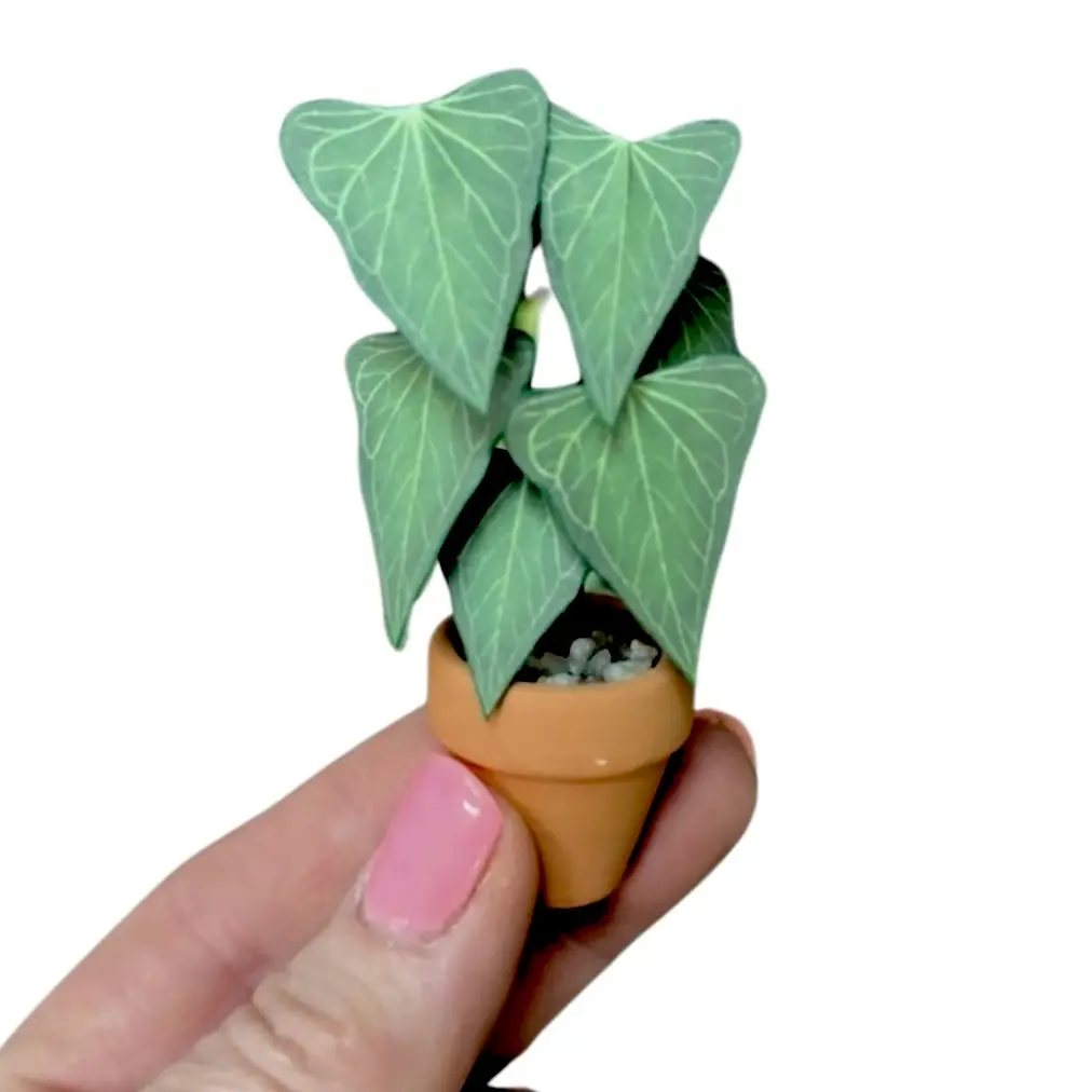 Anthurium Delta Force Hand
