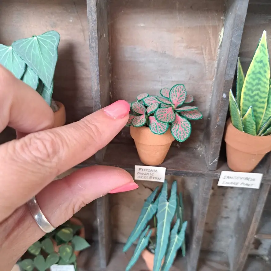 Fittonia UGC 4
