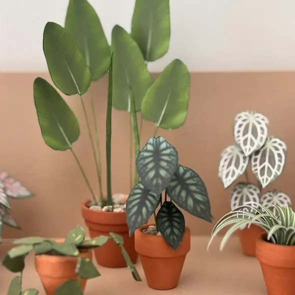 Alocasia Dragon Scale UGC 11