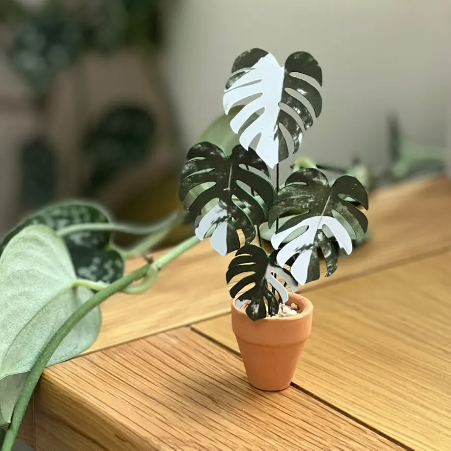 Monstera