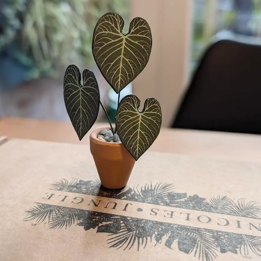 Anthurium Regale UGC 17