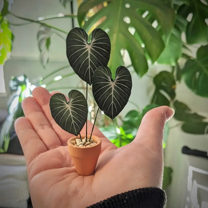 Gloriosum 1
