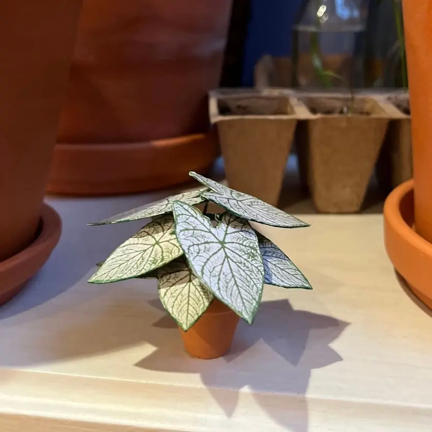 Caladium White Christmas UGC 12