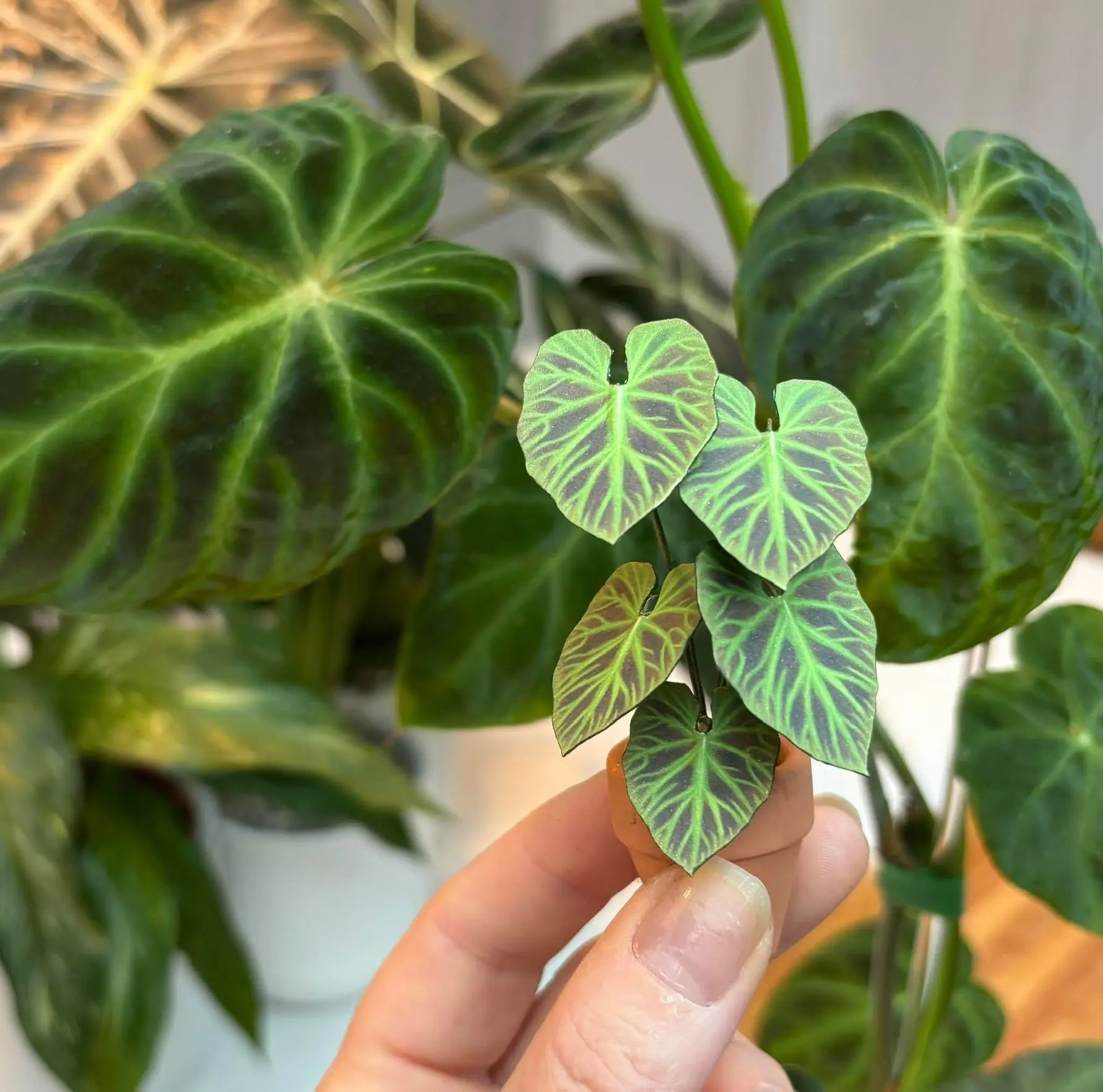 Philodendron Verrucosum 1