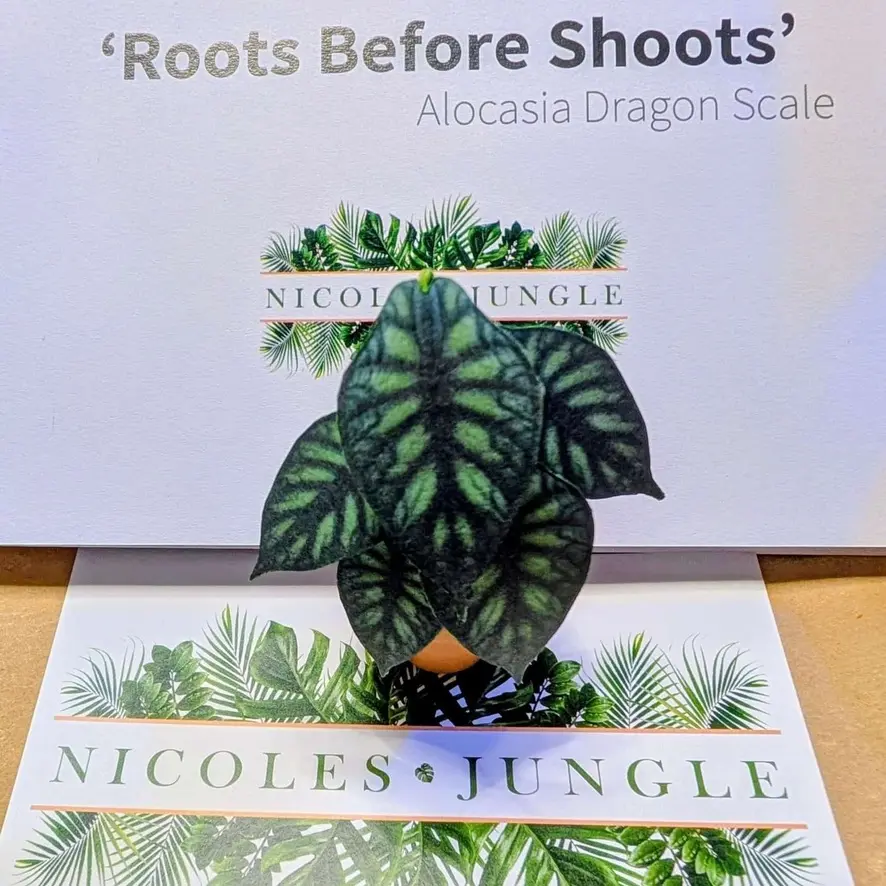 Alocasia Dragon Scale UGC 6