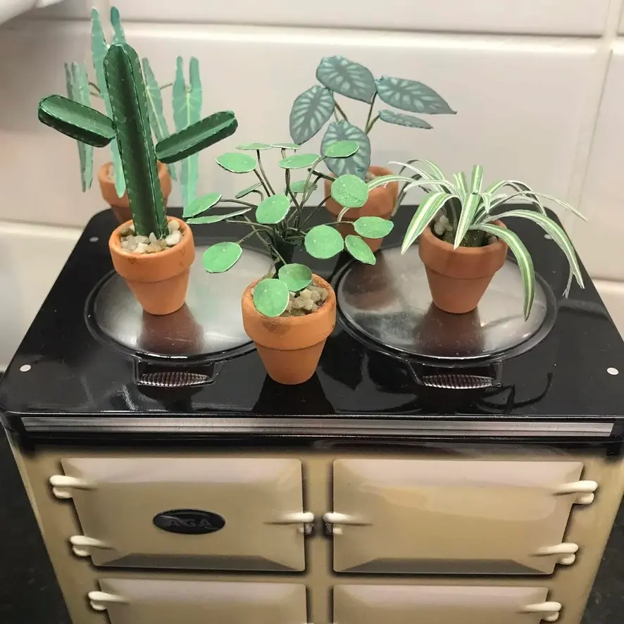Euphorbia Ingens UGC 13