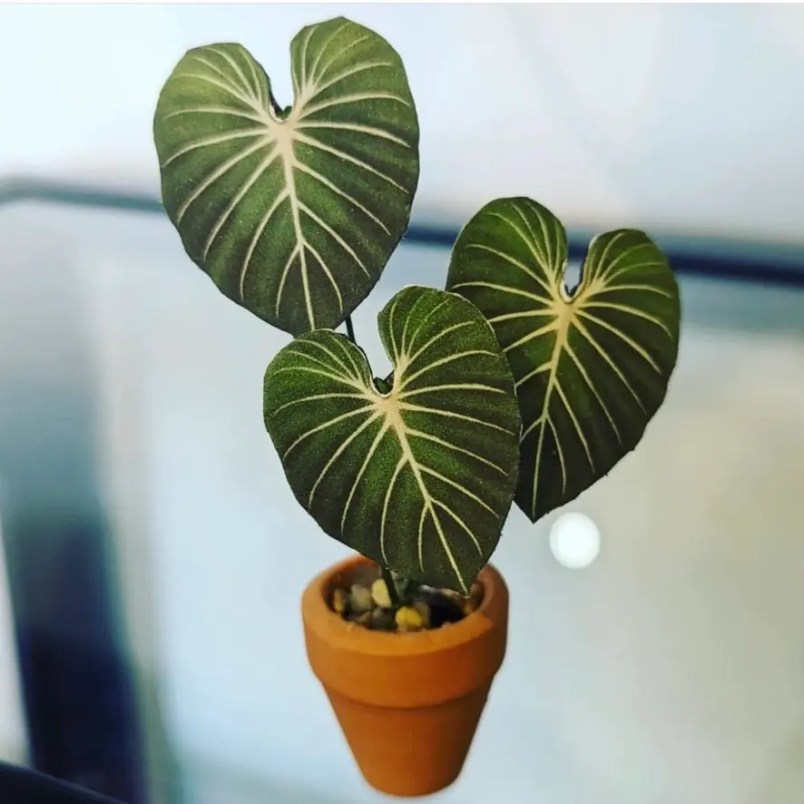 Gloriosum UGC 19