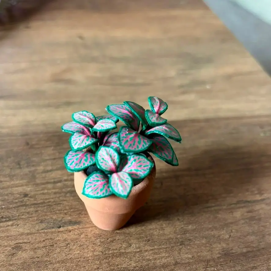 Fittonia UGC 8
