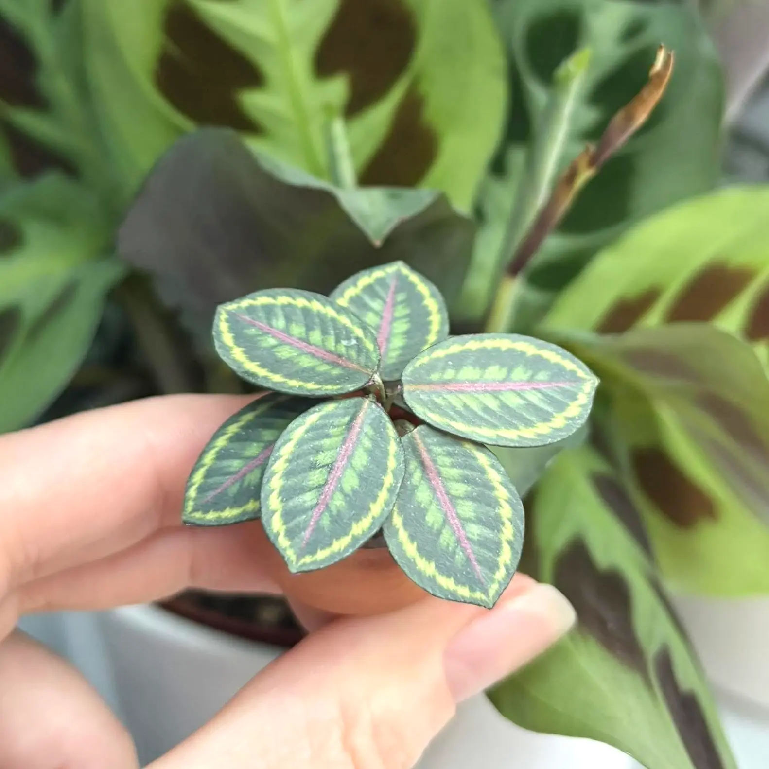 Calathea Medallion UGC 2