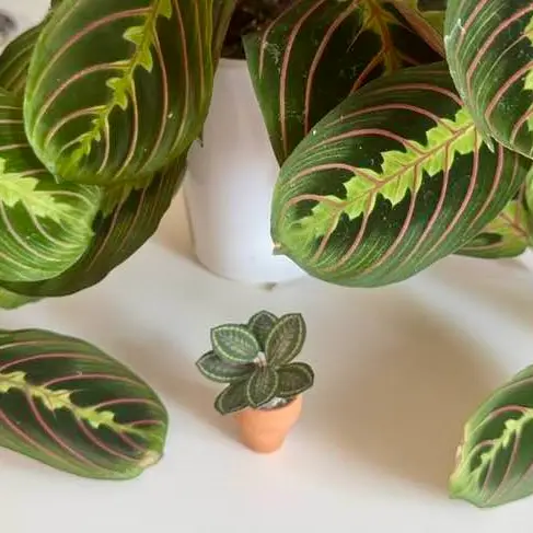 Calathea Medallion UGC 13