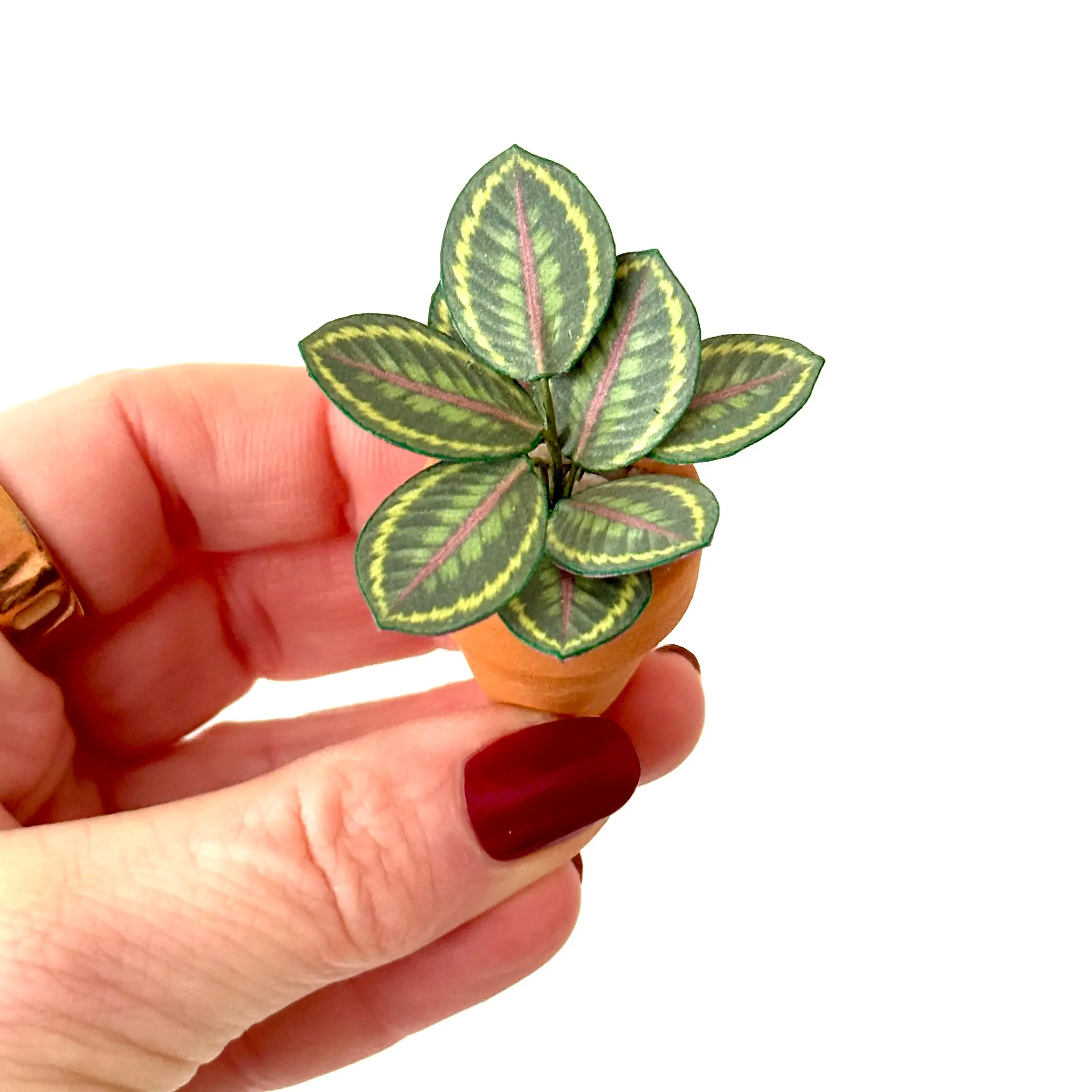 Calathea Medallion Hand