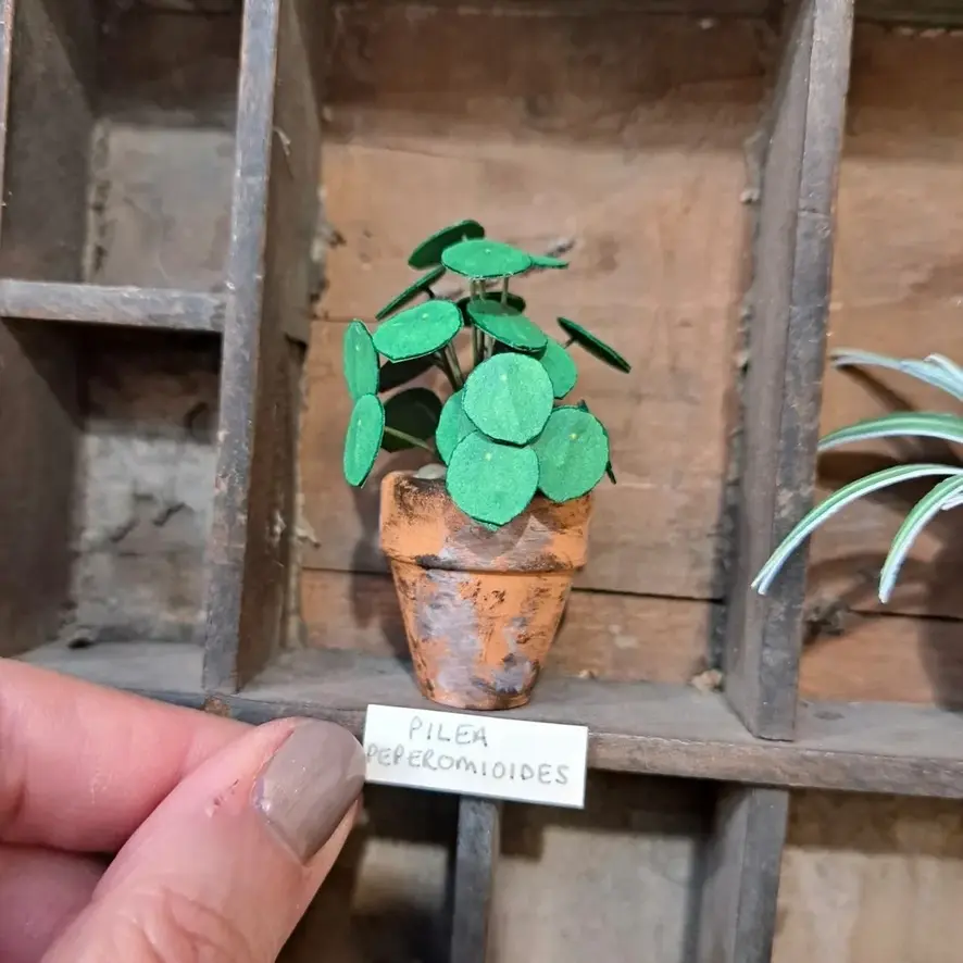 Pilea Peperomioides UGC 2