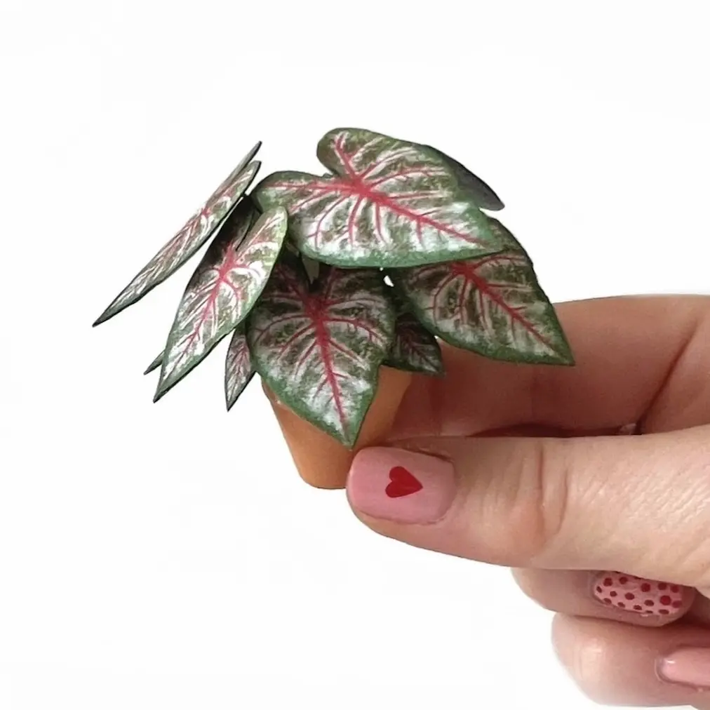 Caladium Rosebud Hand