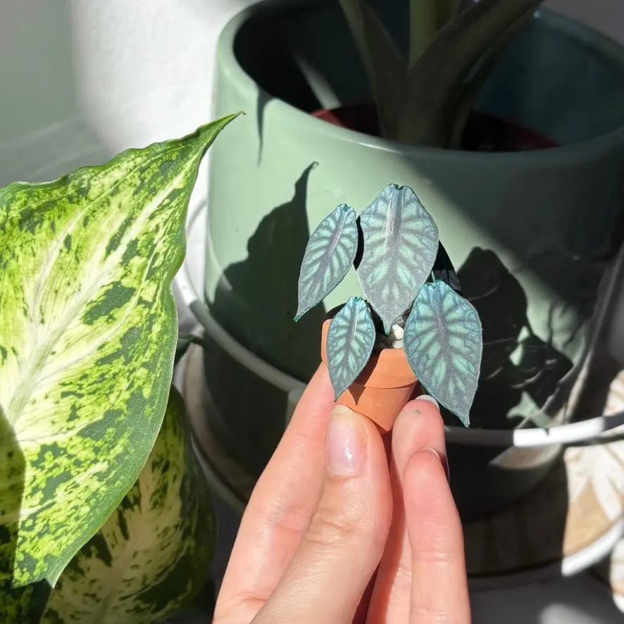 Alocasia Dragon Scale UGC 7