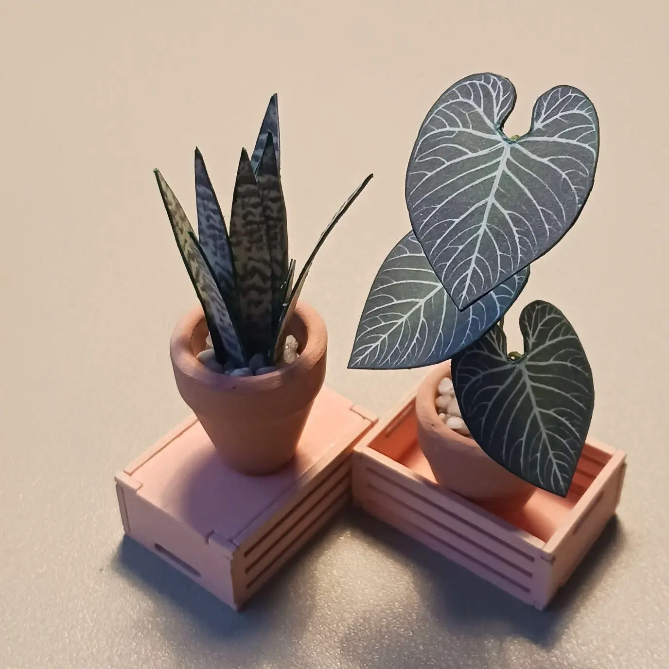 Anthurium Regale UGC 14