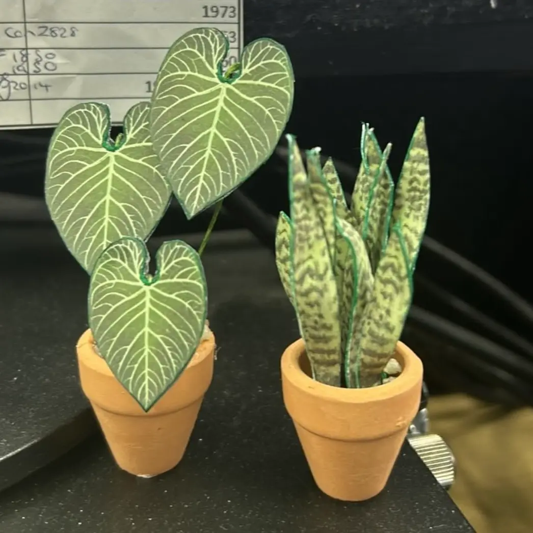 Sansevieria Snake Plant UGC 14
