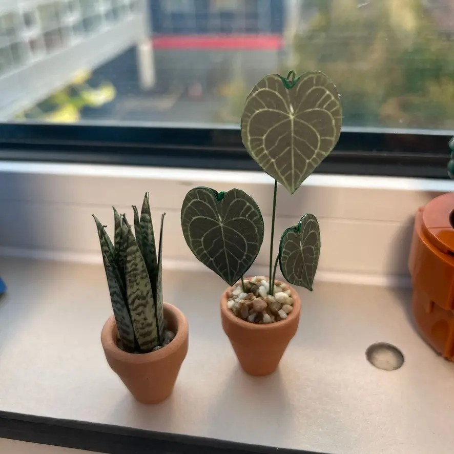 Sansevieria Snake Plant UGC 10