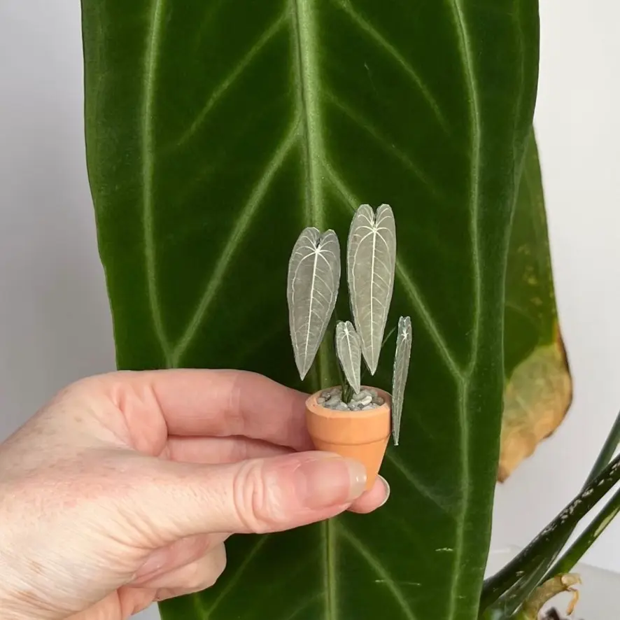 Queen Anthurium UGC 2