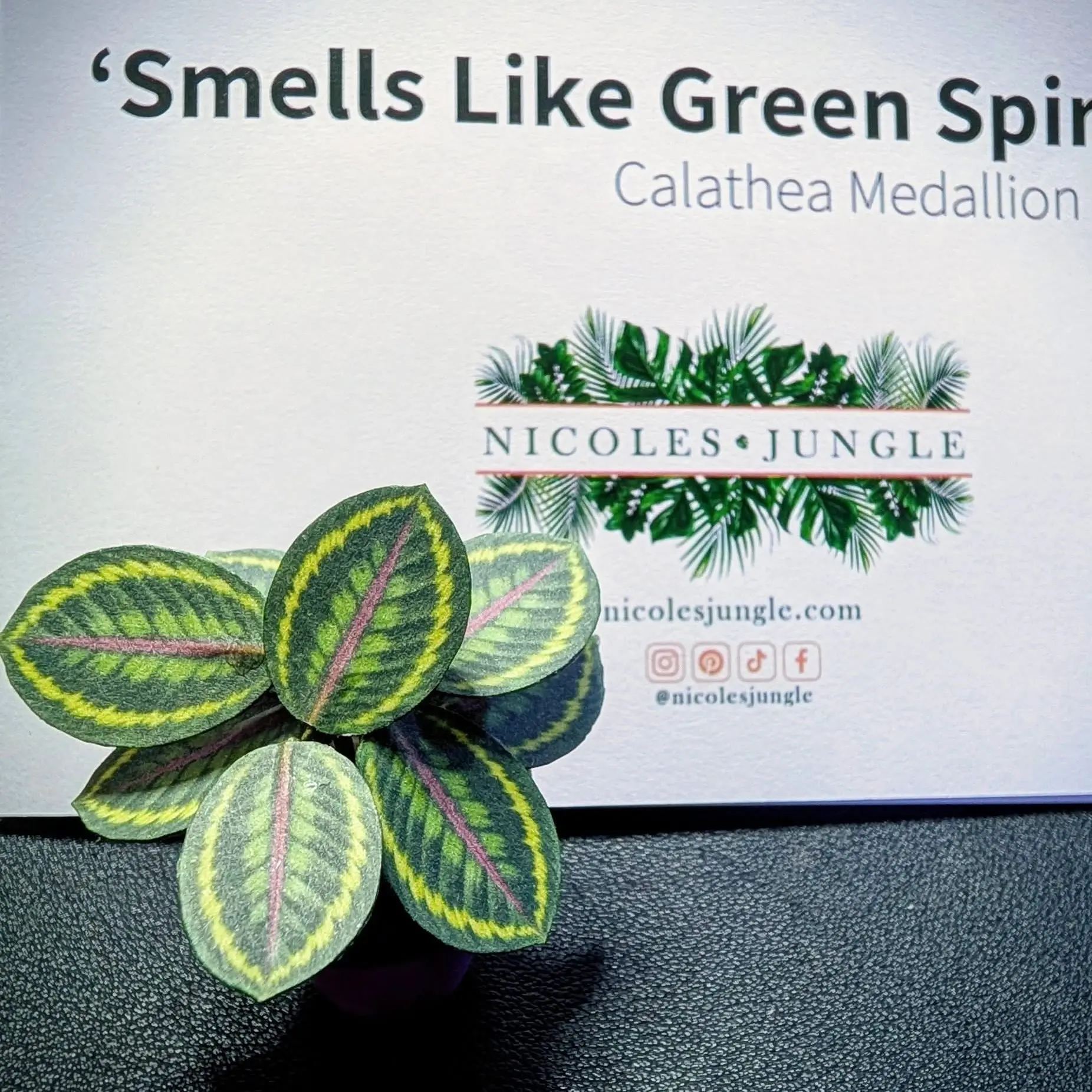 Calathea Medallion UGC 12