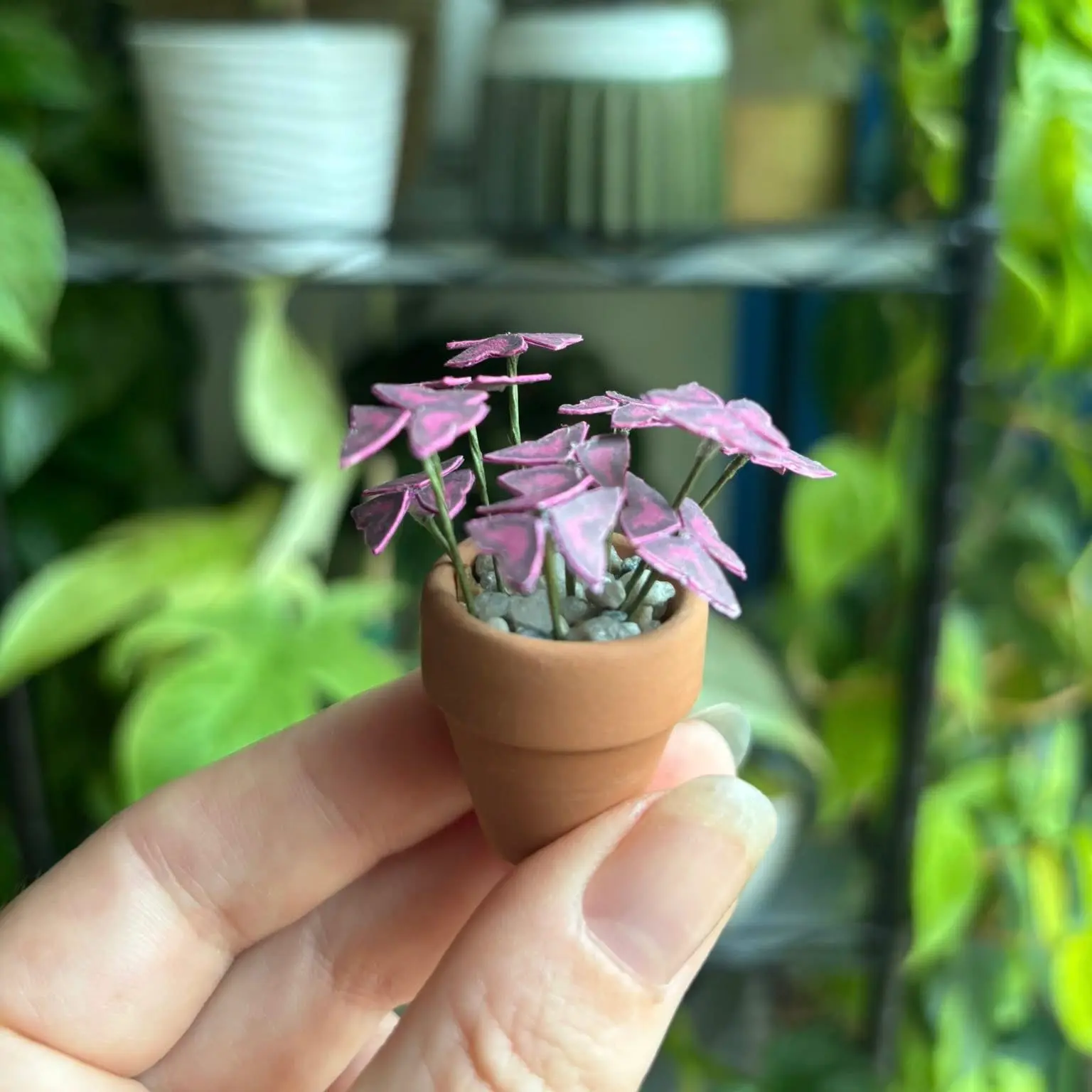 Oxalis Triangularis UGC 12