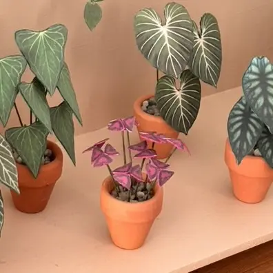 Oxalis Triangularis UGC 3