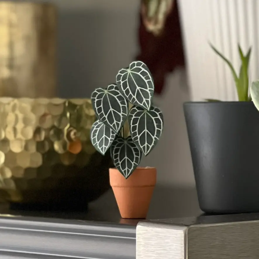 Anthurium Crystallinum