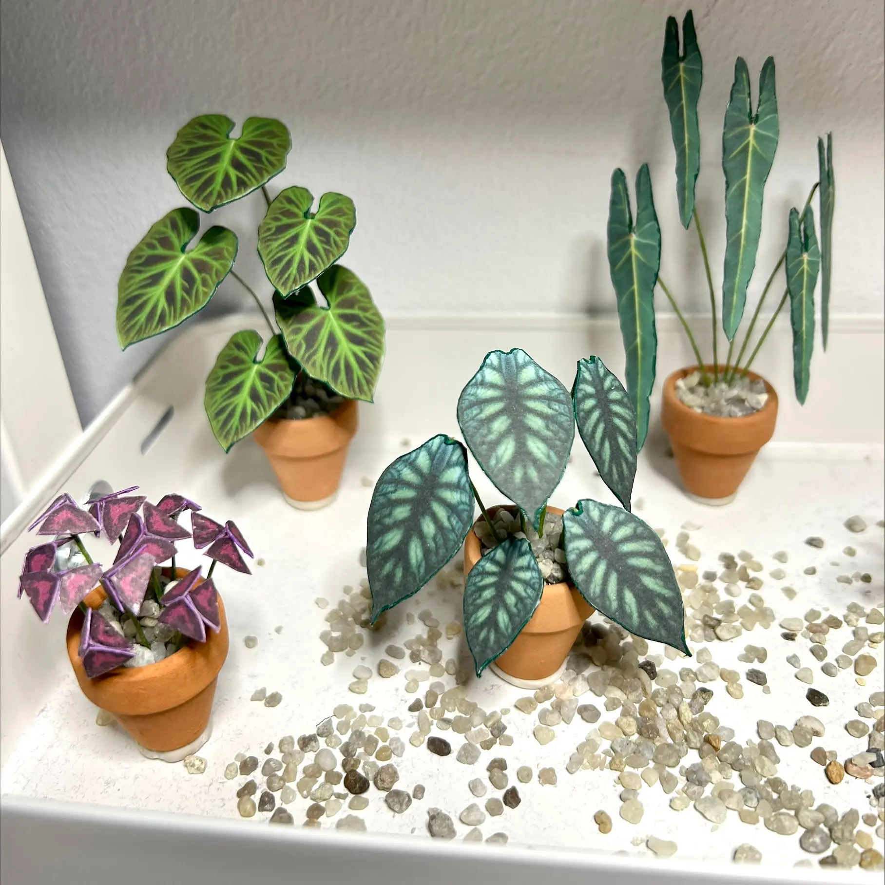 Alocasia Dragon Scale UGC 19