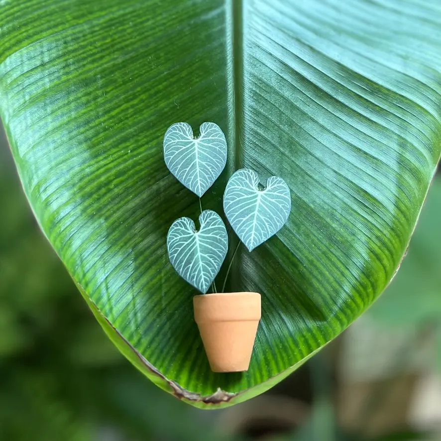 Anthurium Regale