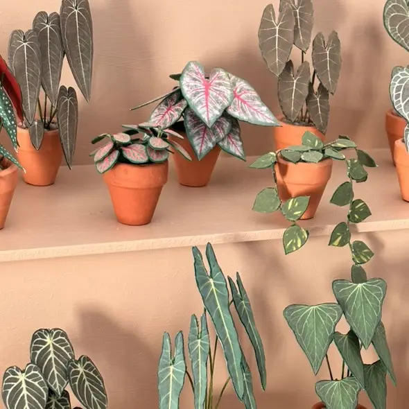 Fittonia UGC 12