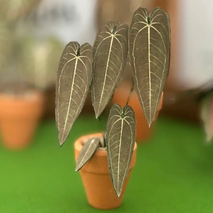 Queen Anthurium UGC 15