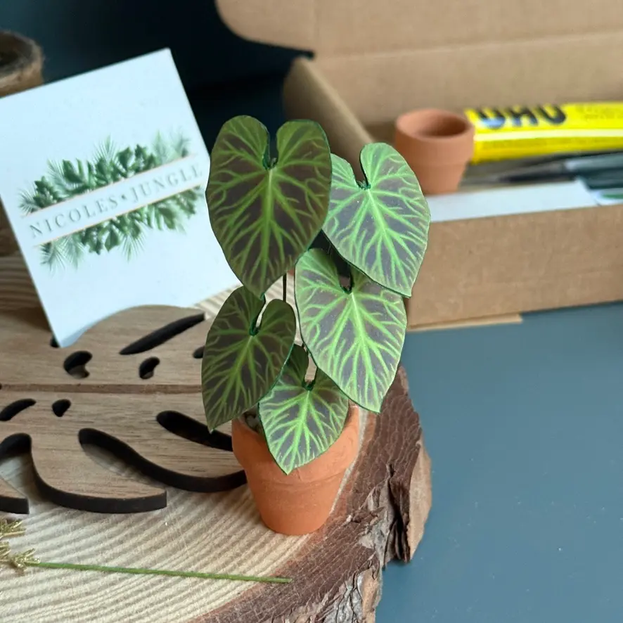 Philodendron Verrucosum