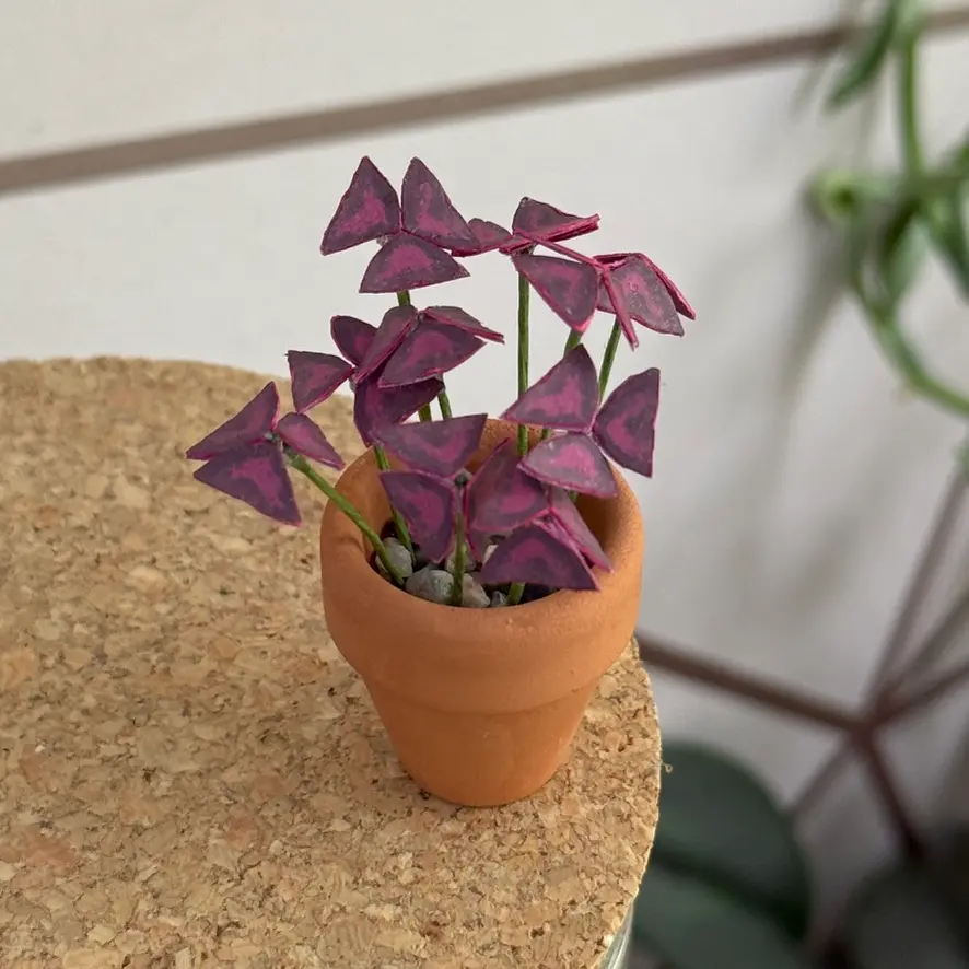 Oxalis Triangularis 1
