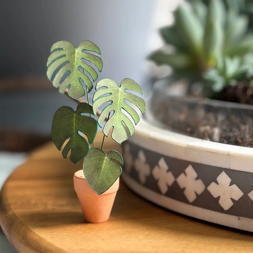 Monstera Deliciosa
