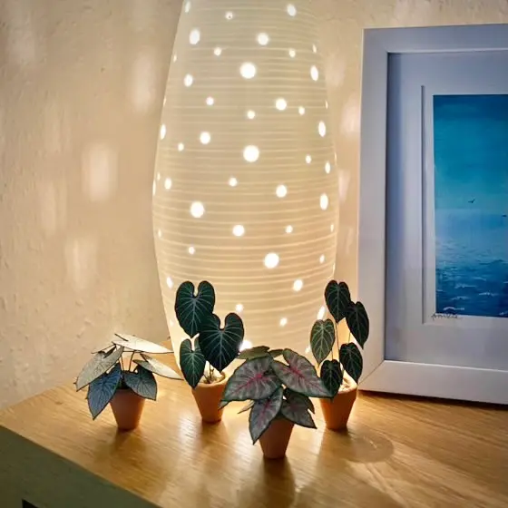 Caladium White Christmas UGC 8