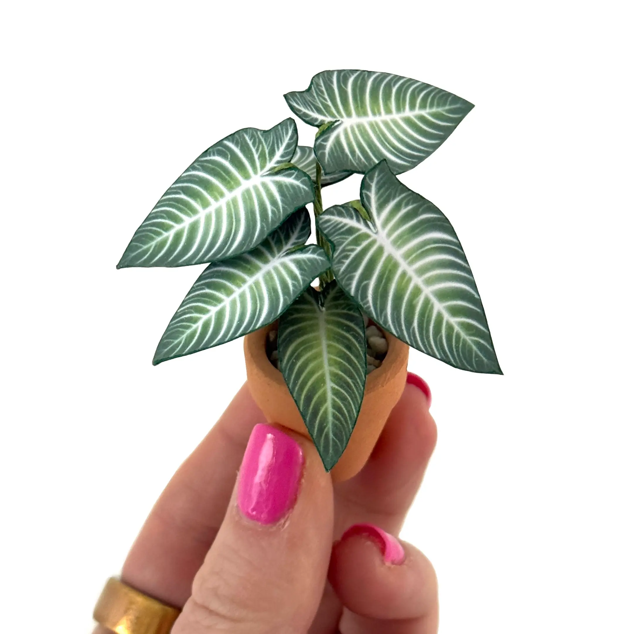 Xanthosoma Lindenii Hand