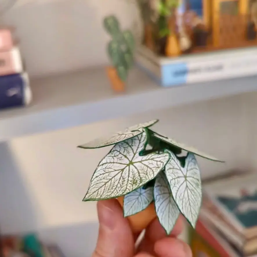 Caladium White Christmas UGC 1