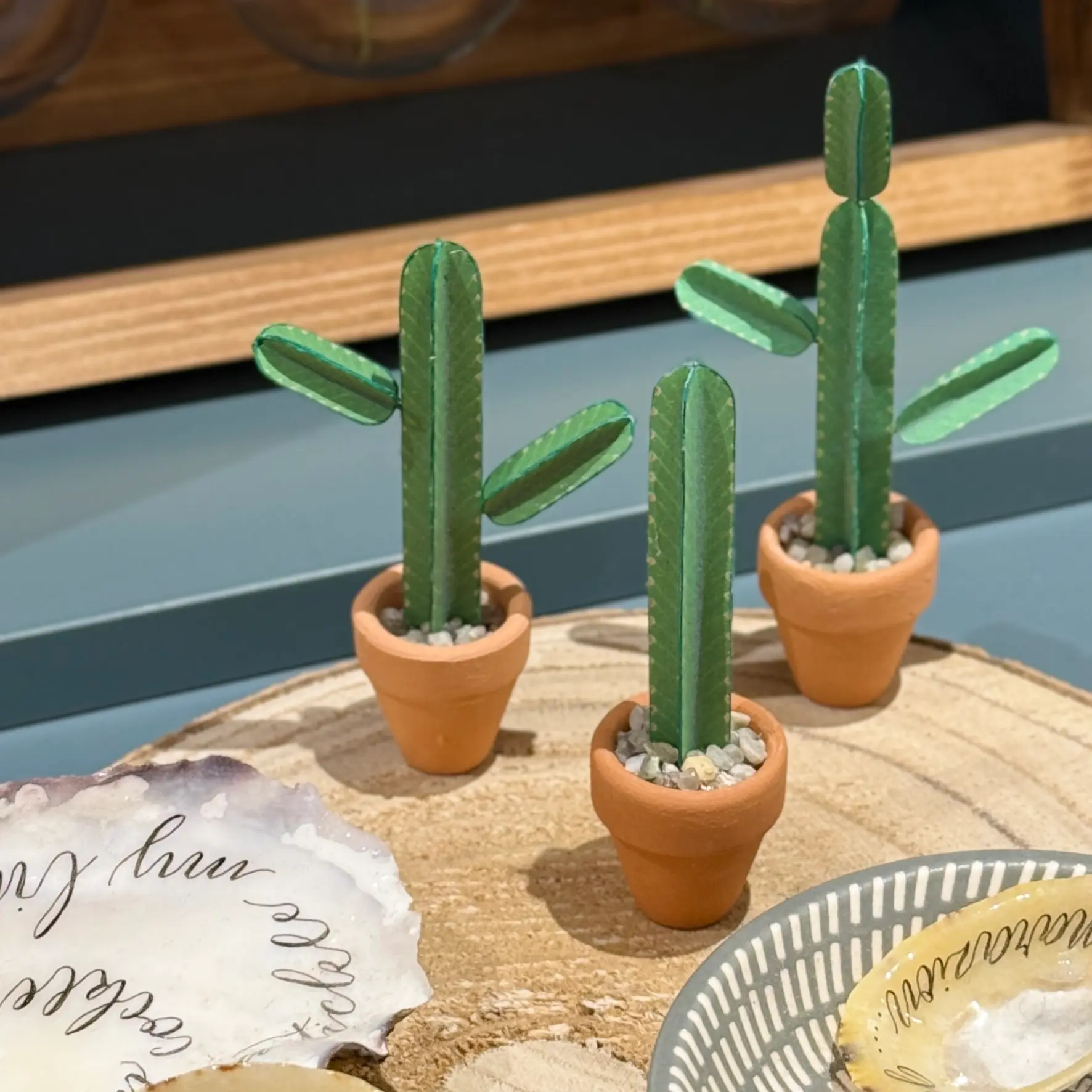 Euphorbia Ingens 1
