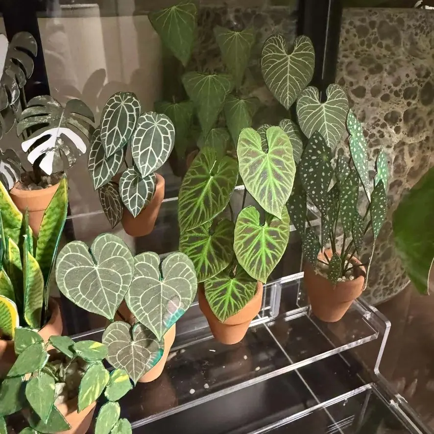 Philodendron Verrucosum UGC 5