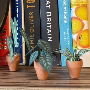 Alocasia Dragon Scale UGC 9