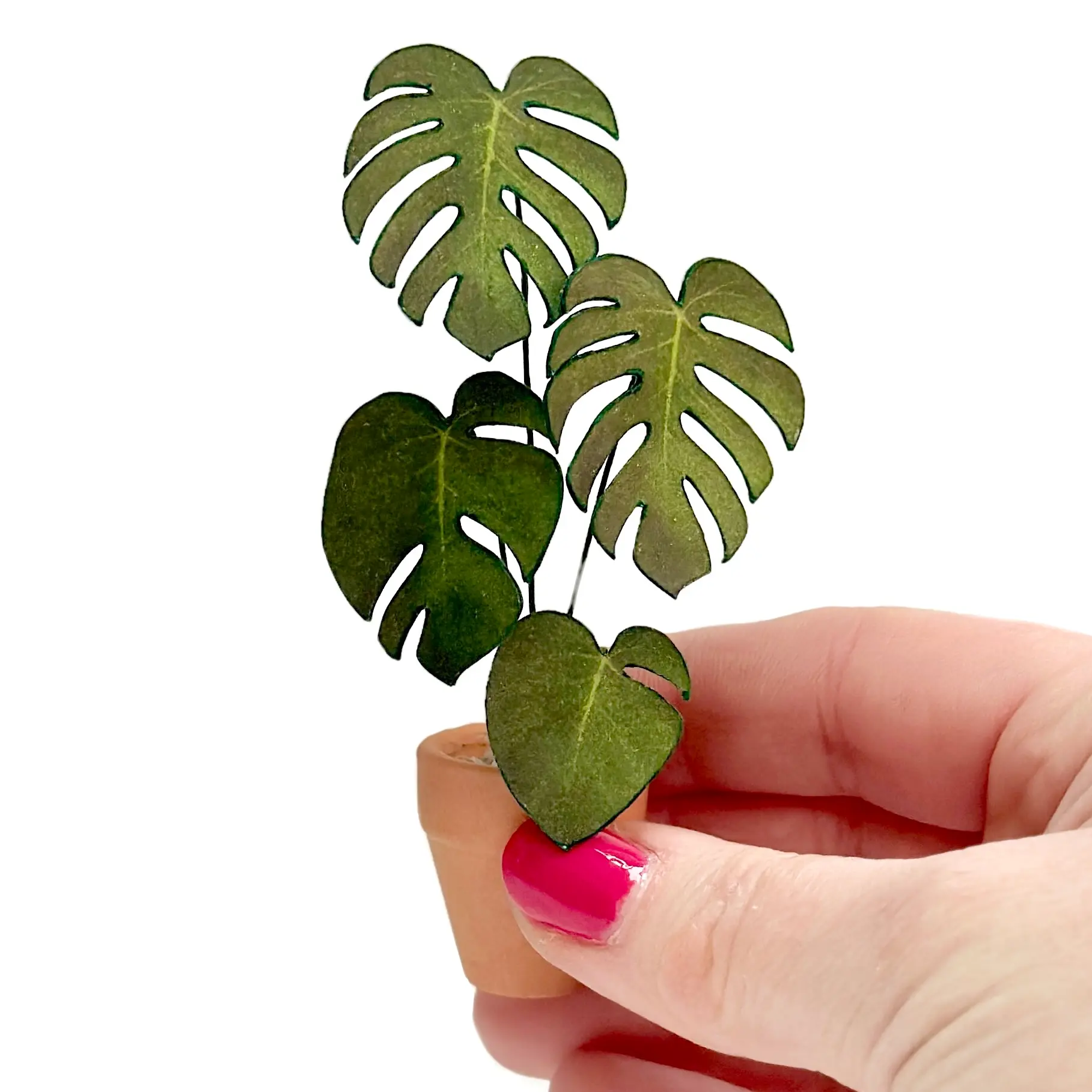Monstera Deliciosa Hand