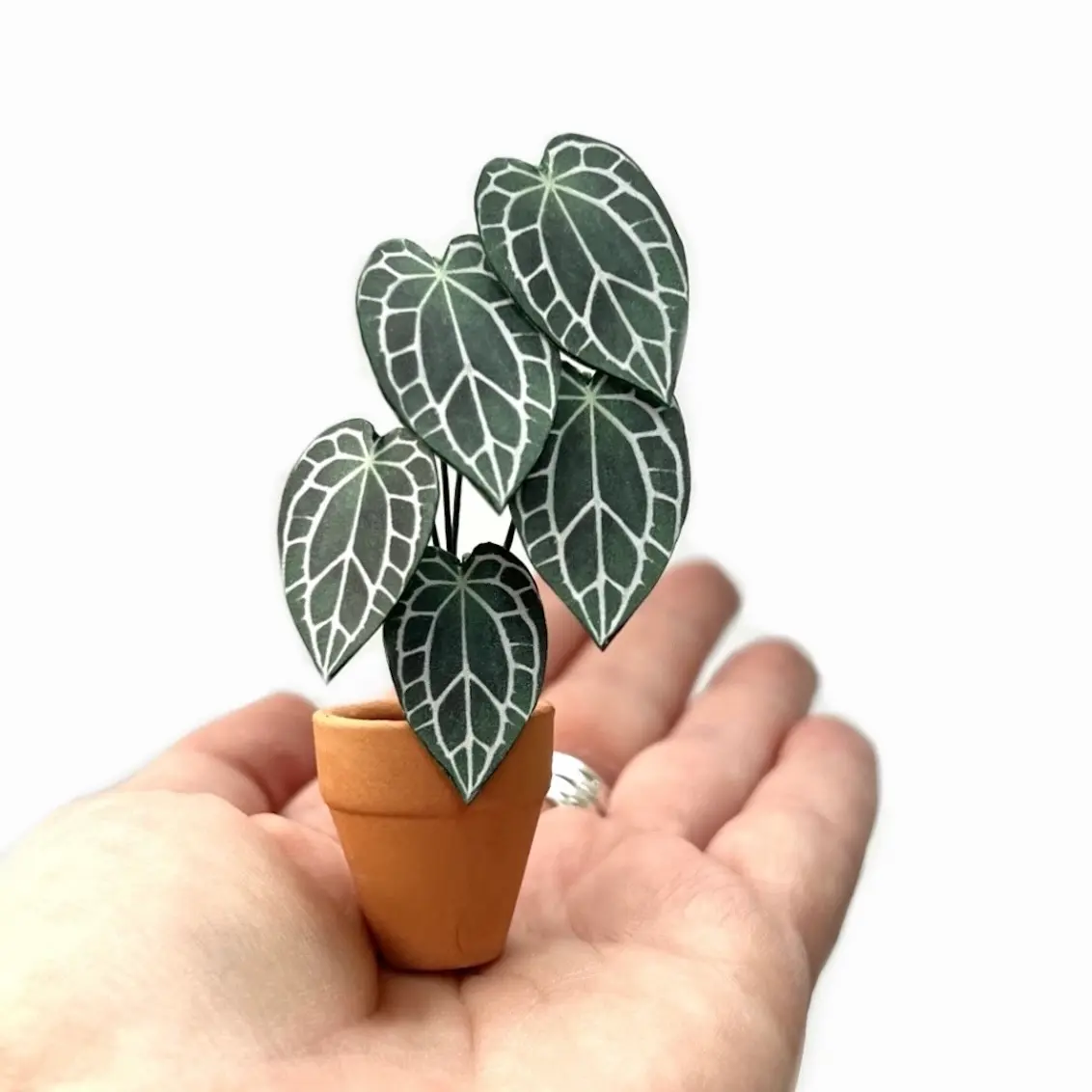 Anthurium Crystallinum hand