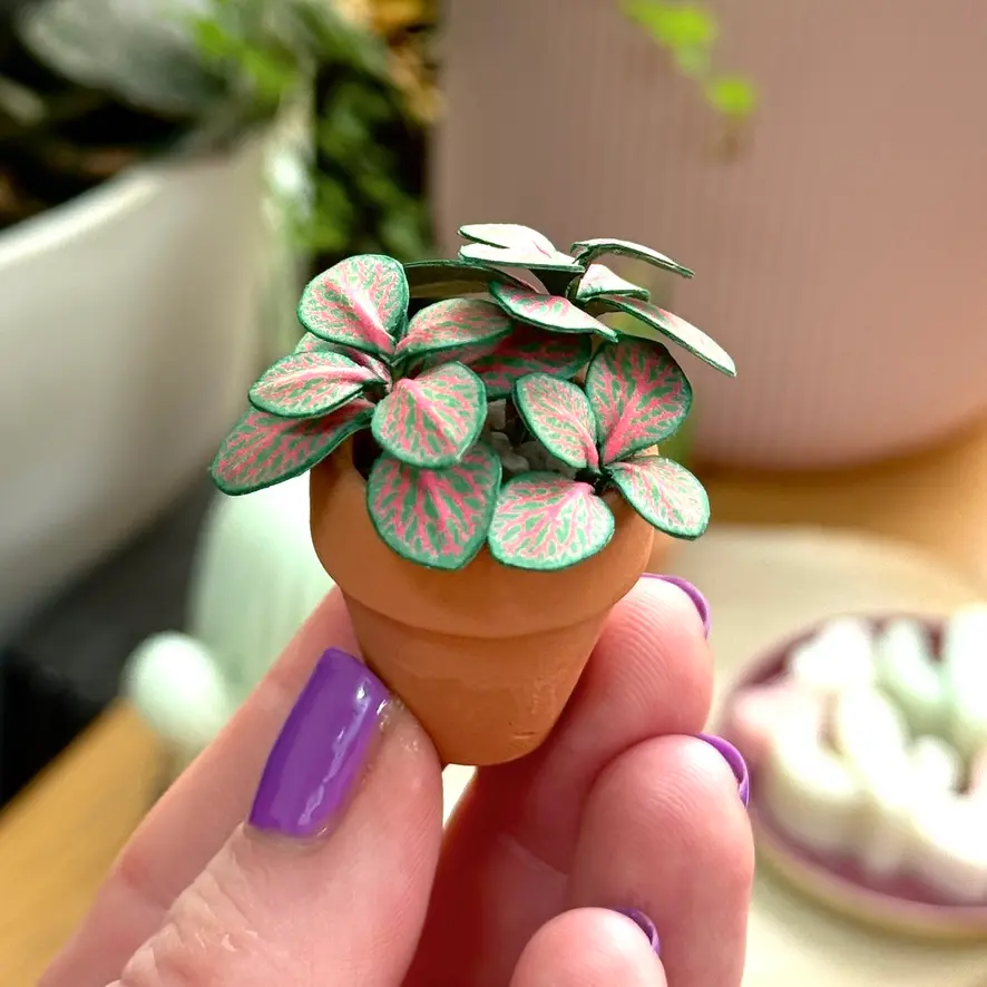 Fittonia