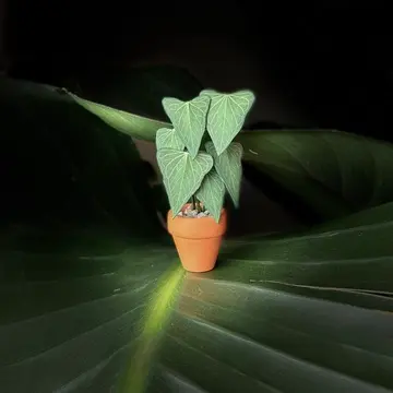 Anthurium Delta Force