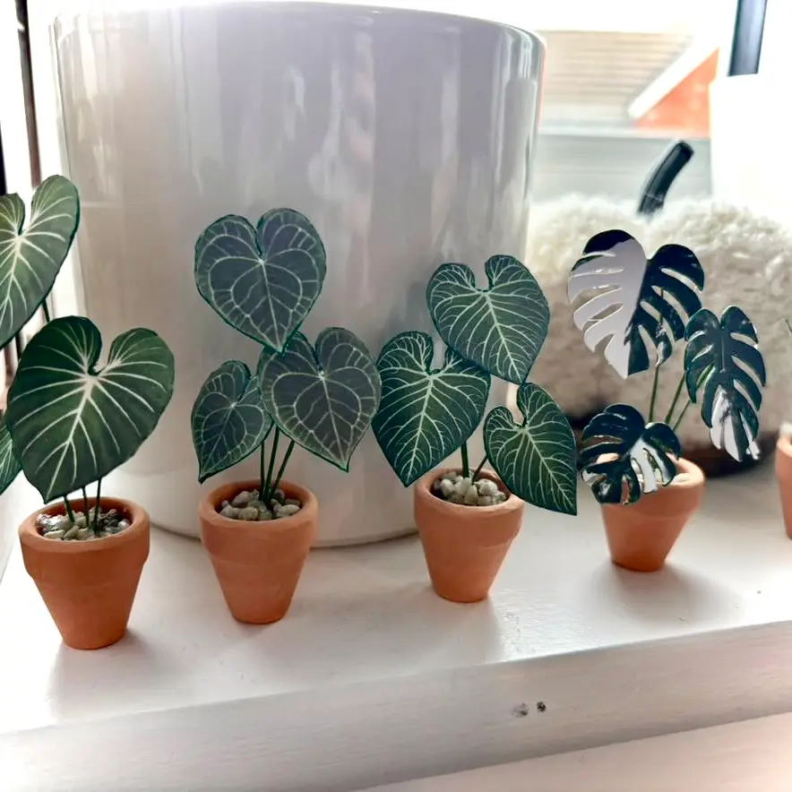 Anthurium Regale UGC 9