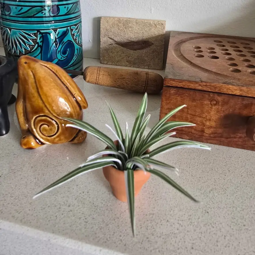 Spider Plant UGC 25