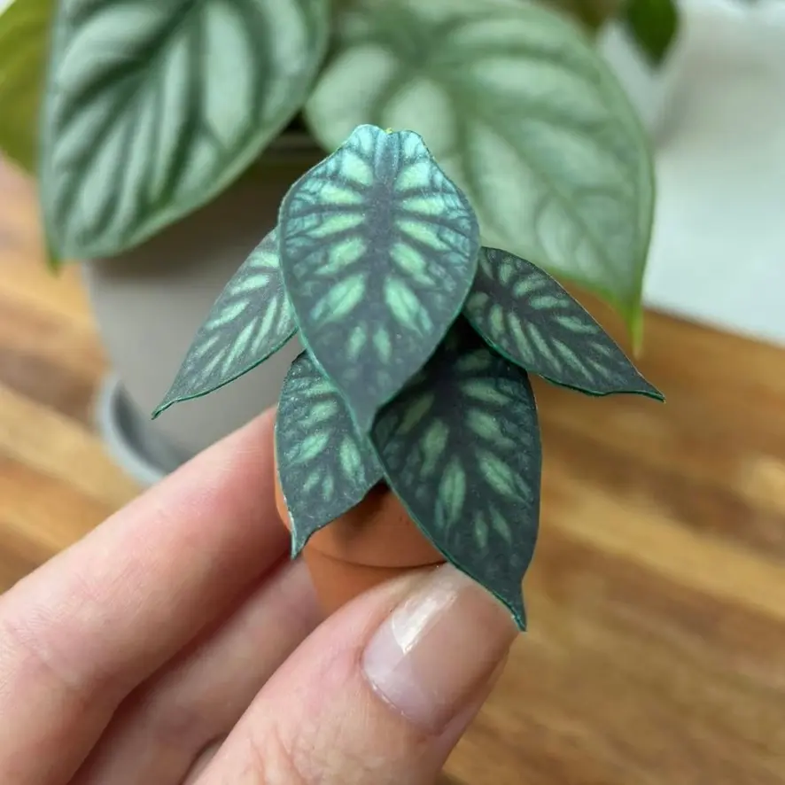 Alocasia Dragon Scale UGC 1